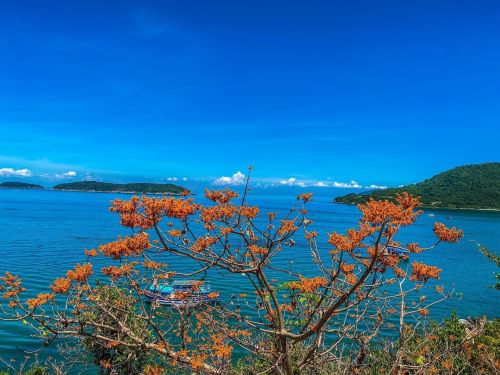  TOUR CÙ LAO CHÀM 1 NGÀY